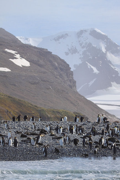 SGeorgia_SalisburyPlain_5035 (1).jpg - King Penguins on the beach at Salisbury Plain, north coast of South Georgia